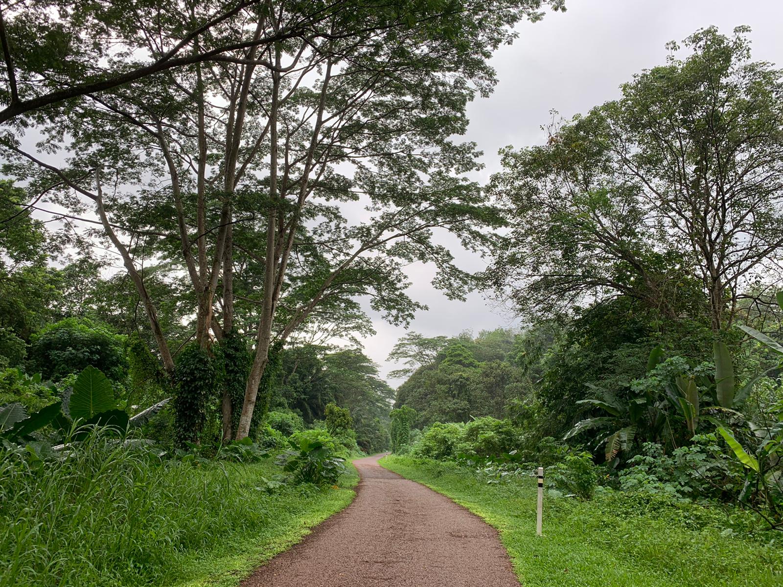 rail corridor greenery